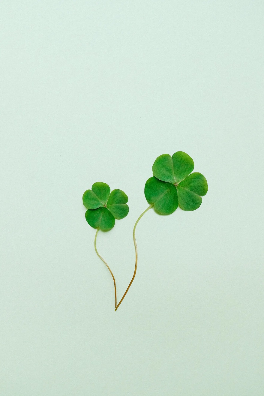 Two four leaf clovers on a pale green background